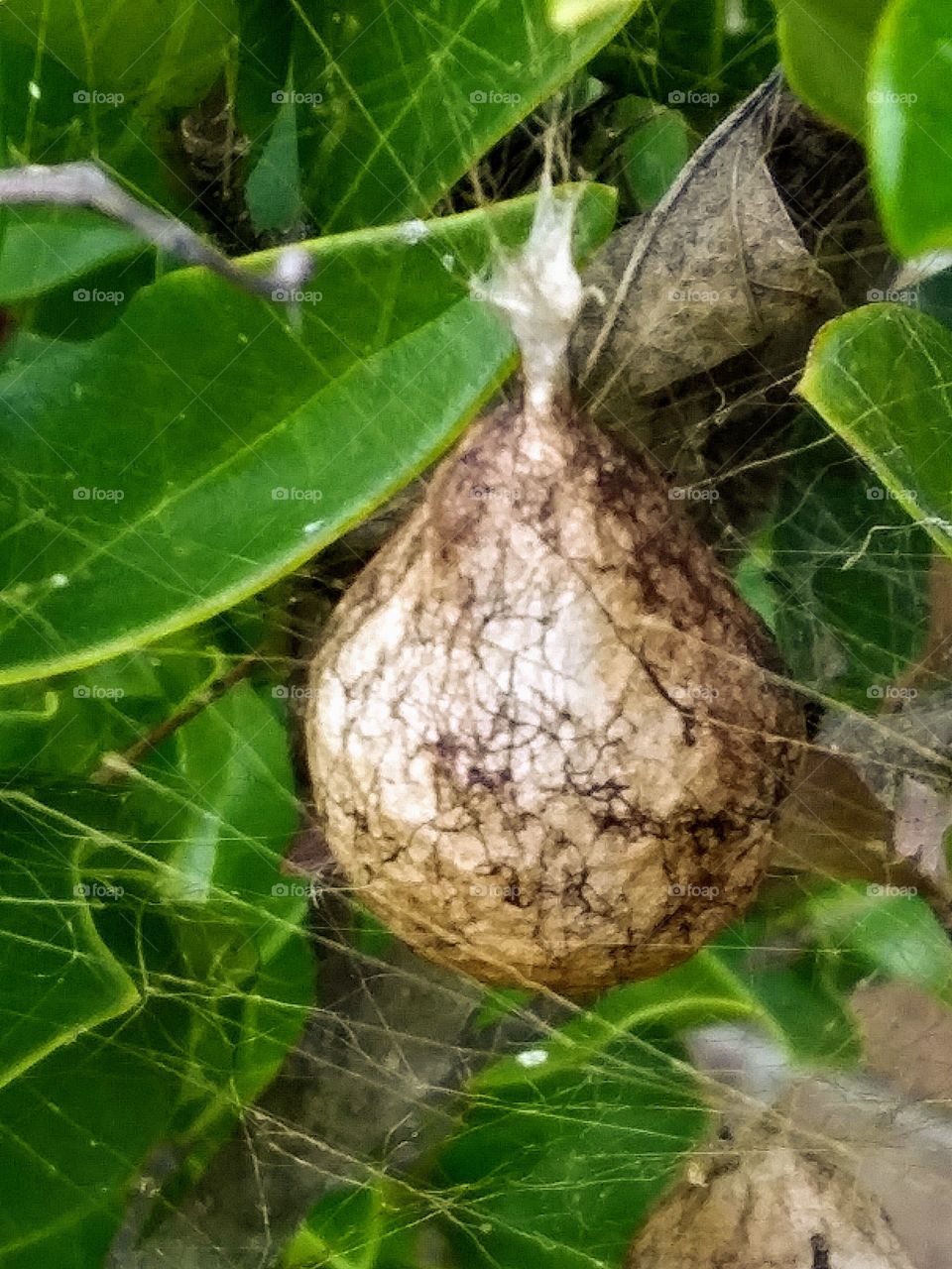 intact eggsack of argiope aurantia
