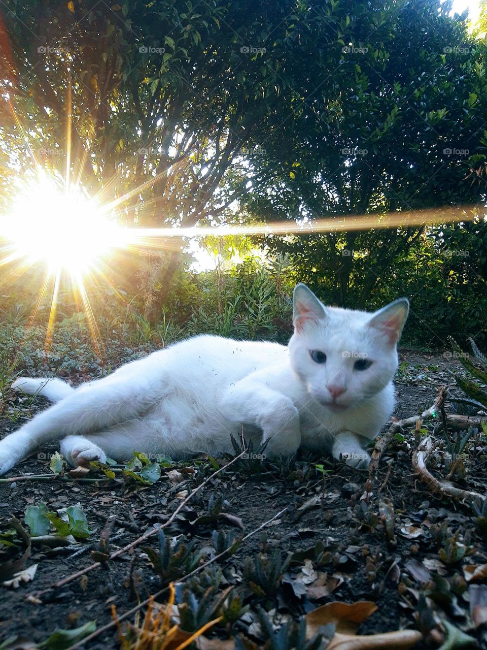 cat in a sunny day
