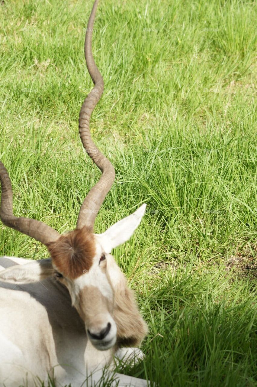 Addax
