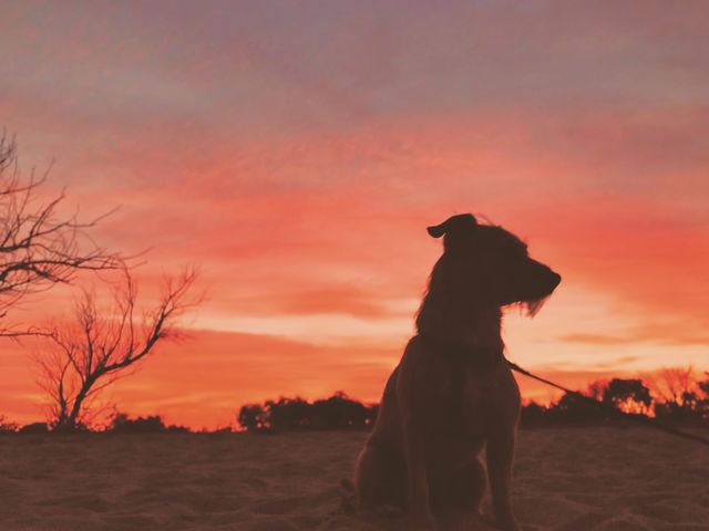 Sunset Puppy 