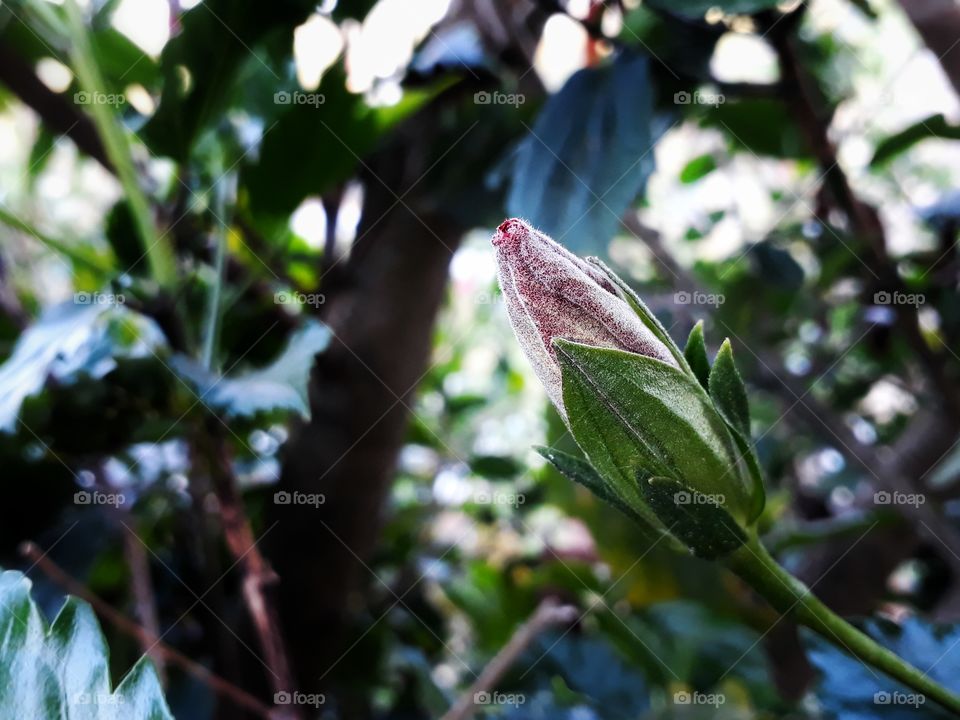 The growth of hibiscus flower, lovely bud of hibiscus in the process of growing