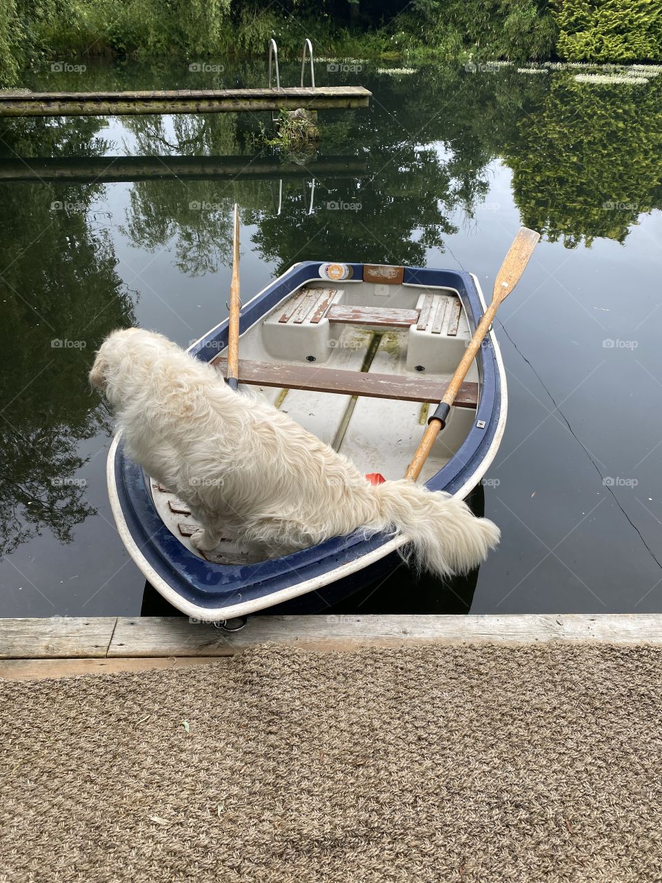 Golden retriever dog boating