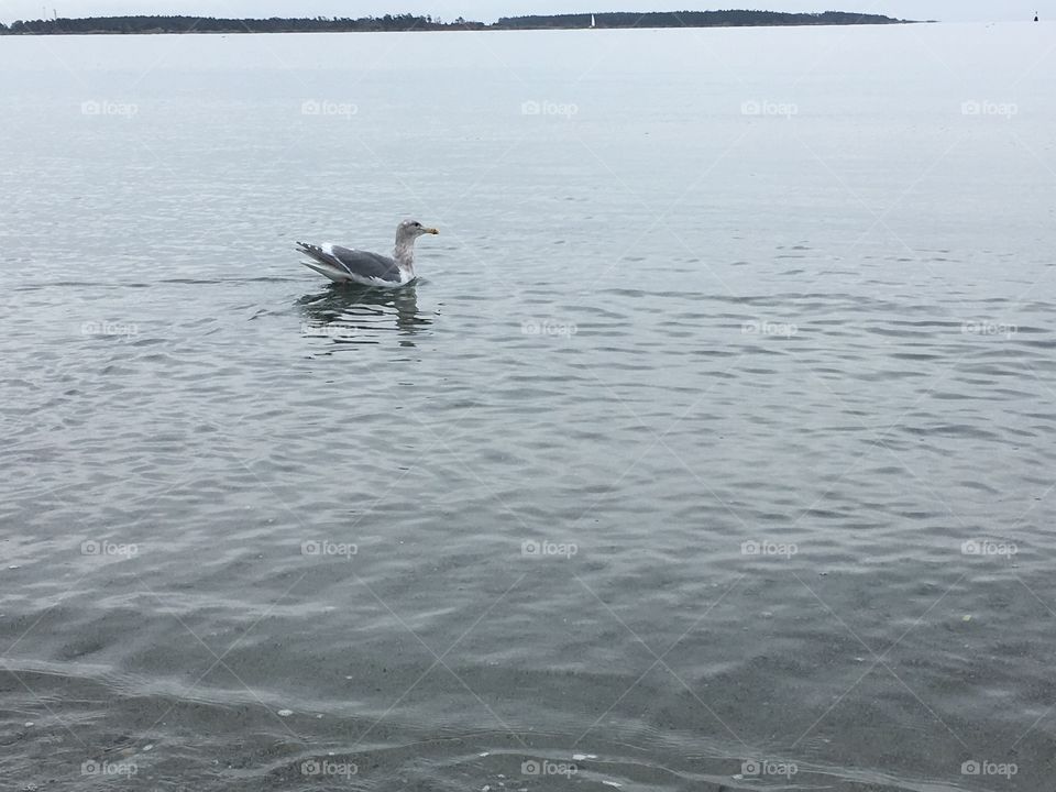 Swimming in December 