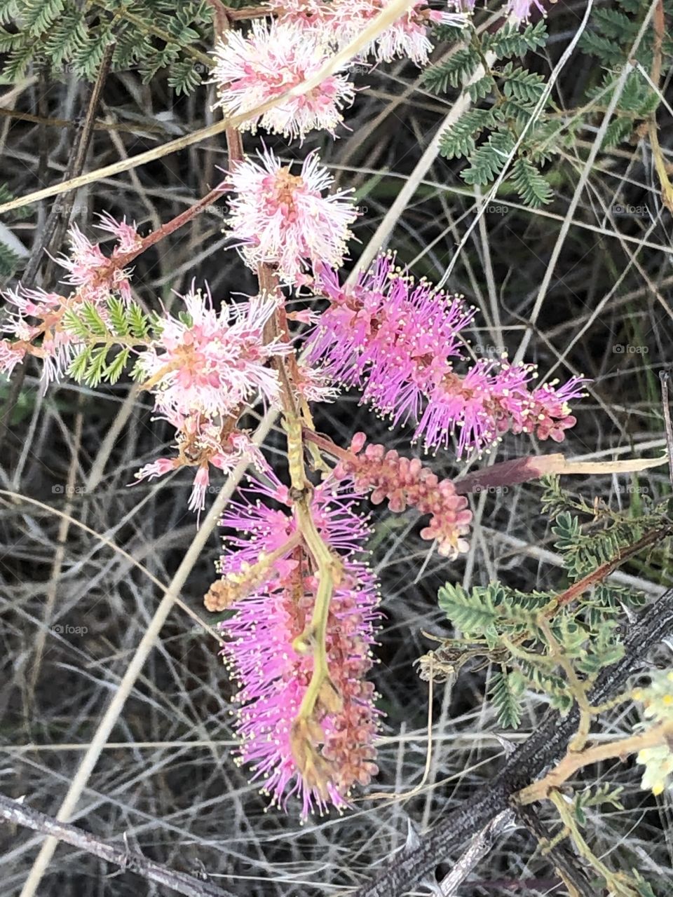 Flowers of Tucson Arizona 