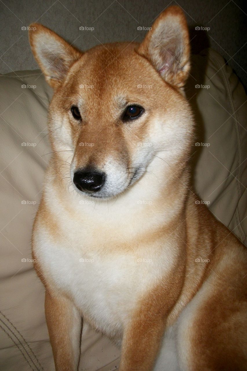 Sophie The Diva Shiba