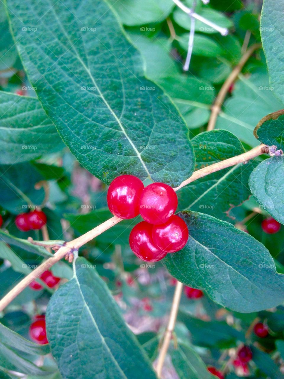 Poison berry
