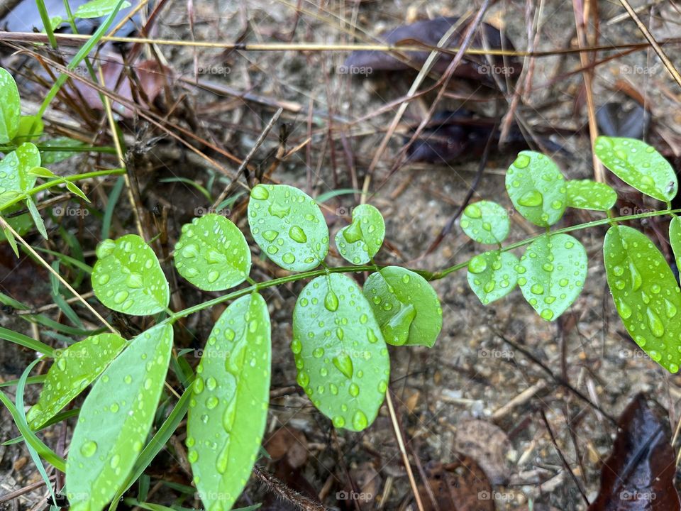 Mobile Series : Plants.