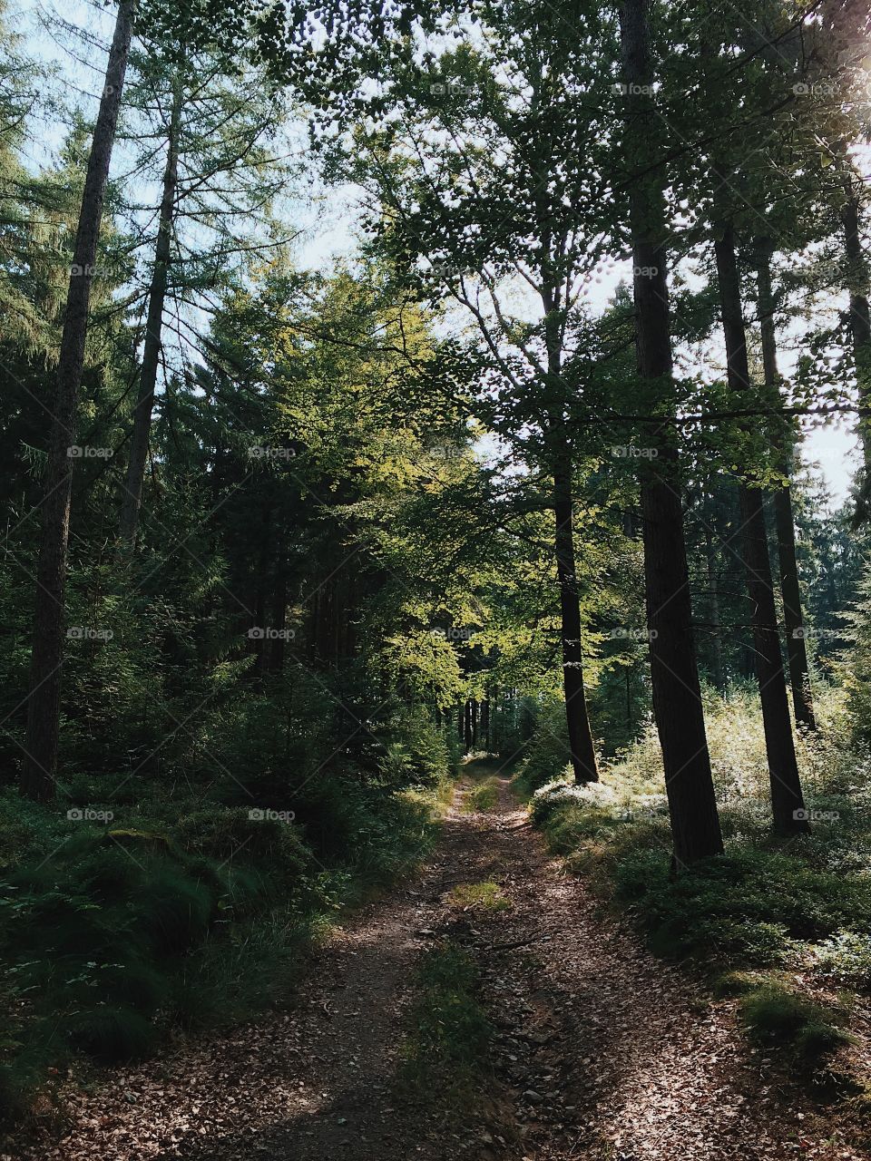 Wood, Landscape, Tree, No Person, Road