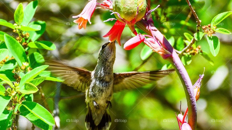 Hummingbird in Flight 