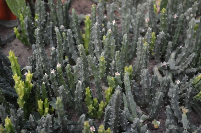 cactuses