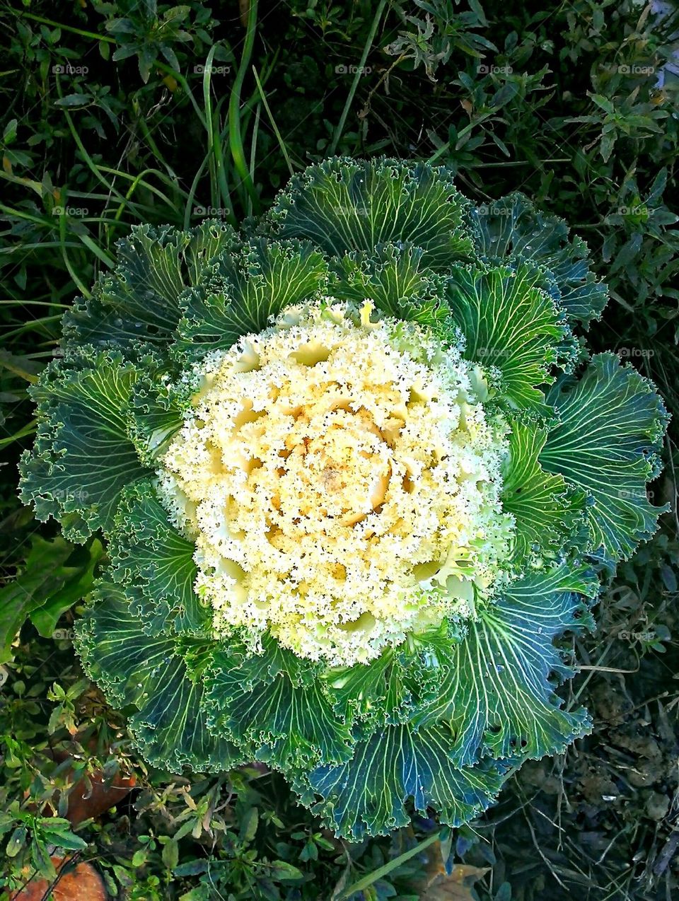 Close-up of a cabbage