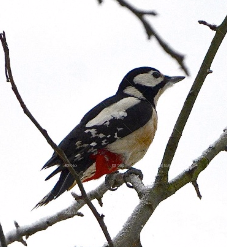 winter bird vinter fågel by paula