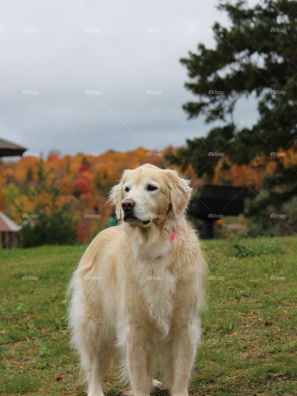 Kaci our golden retriever showing off the fall colors in the upper peninsula of Michigan this fall