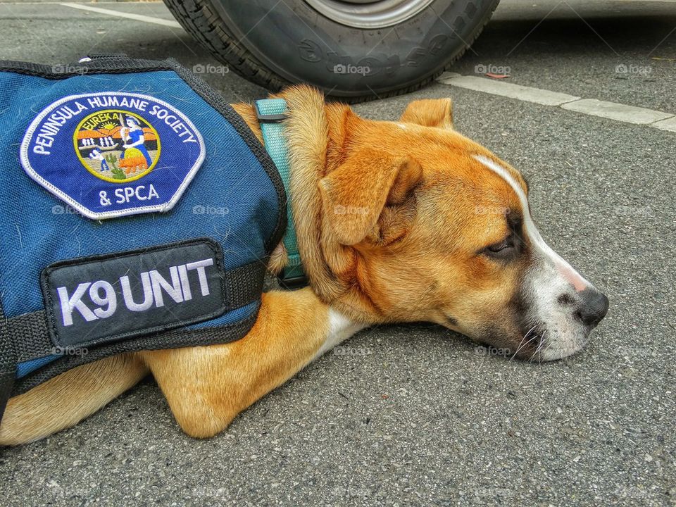 K-9 unit police dog
