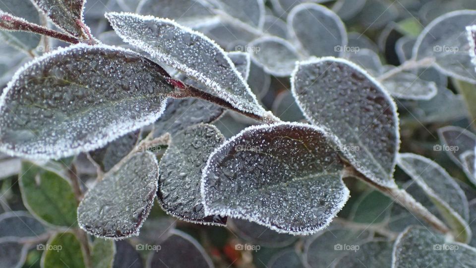 Gentle Frost on green leaves
