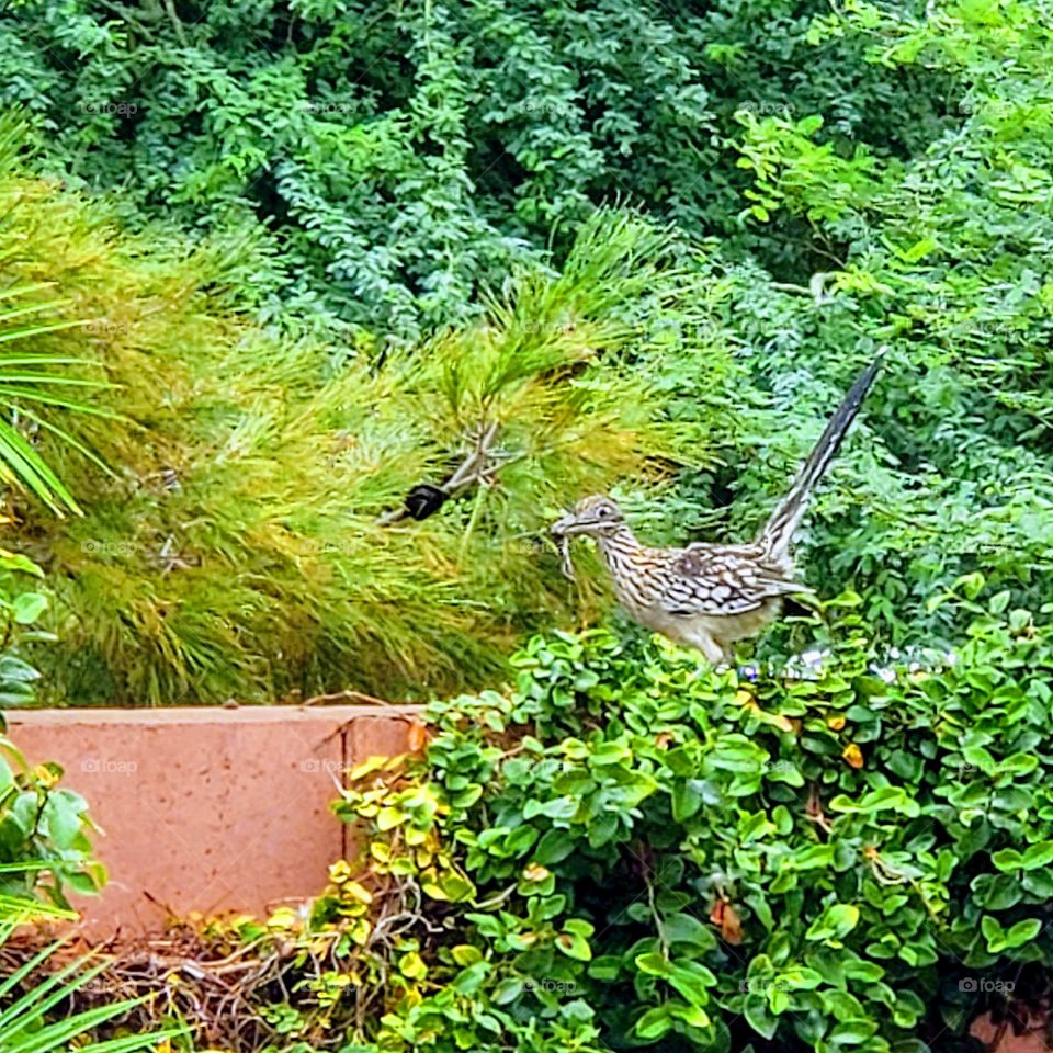 A roadrunner finds a delicious meal in the form of a small lizard