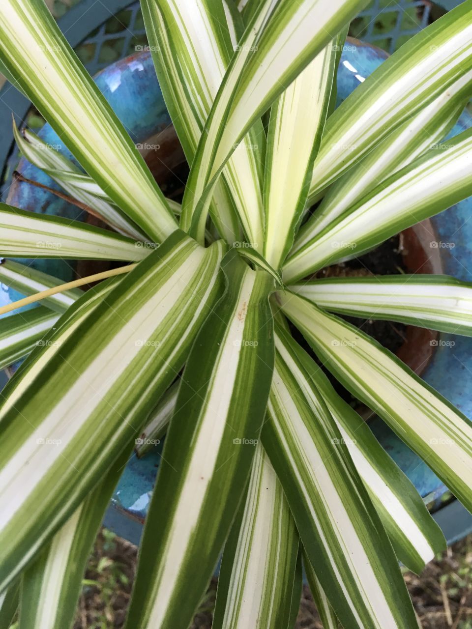 The middle of a spider plant. 