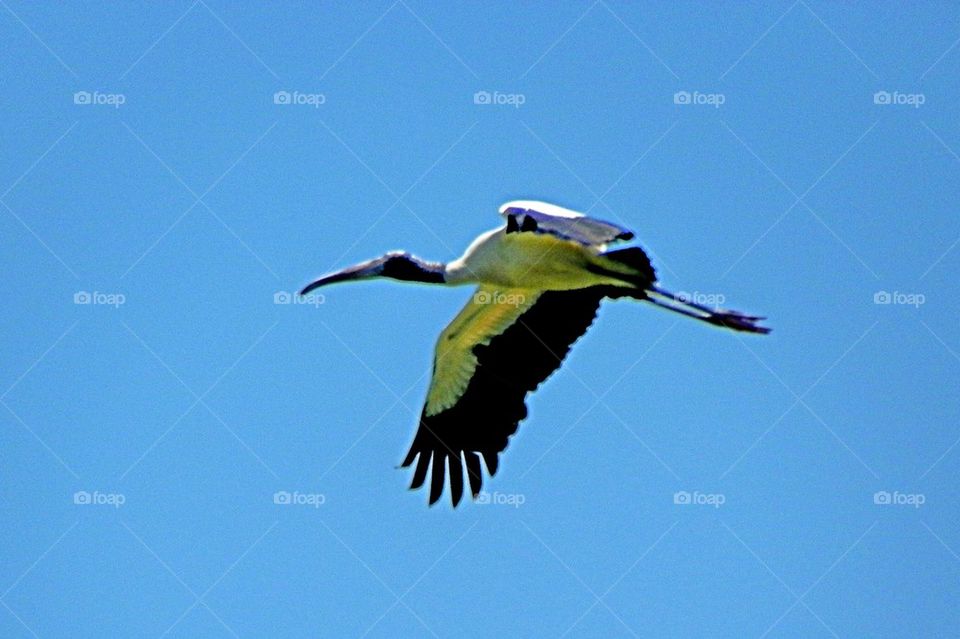 Wood Stork in Flight