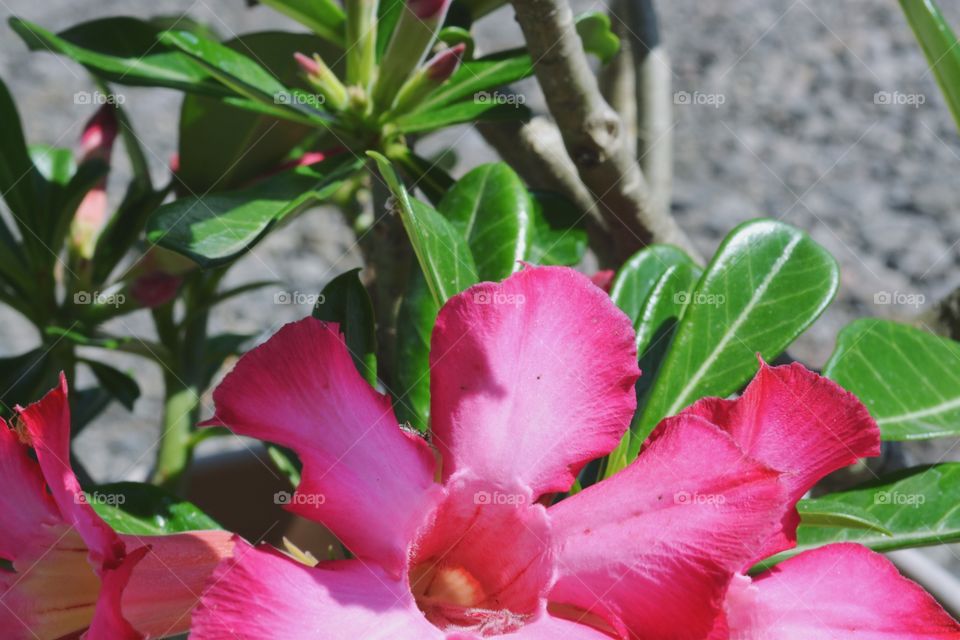Adenium or Cambodia Japan (the name of japanese frangipani is actually misleading because it can be identified with frangipani, which is found in many cemetery areas, while the Japanese word is as if this flower comes from Japan, whereas Adenium comes from West Asia and Africa) dry desert areas, from mainland West Asia to Africa.

The name there is the Desert Rose (desert rose). Because it comes from dry areas, this plant grows better in dry media conditions than it is too wet. Referred to as adenium because one of the places of origin adenium is the region Aden (Yemeni capital).

The Indonesian people call adenium as a japanese frangipani, perhaps associated with the outstanding stereotype. For example, large fruits commonly referred to as Bangkok, whereas small plants are commonly called Japan. Therefore, if long ago there was a frangipani figure of a large tall plant then so there are plants that small but similar figure frangipani, referred to as japanese frangipani.

Wikipedia