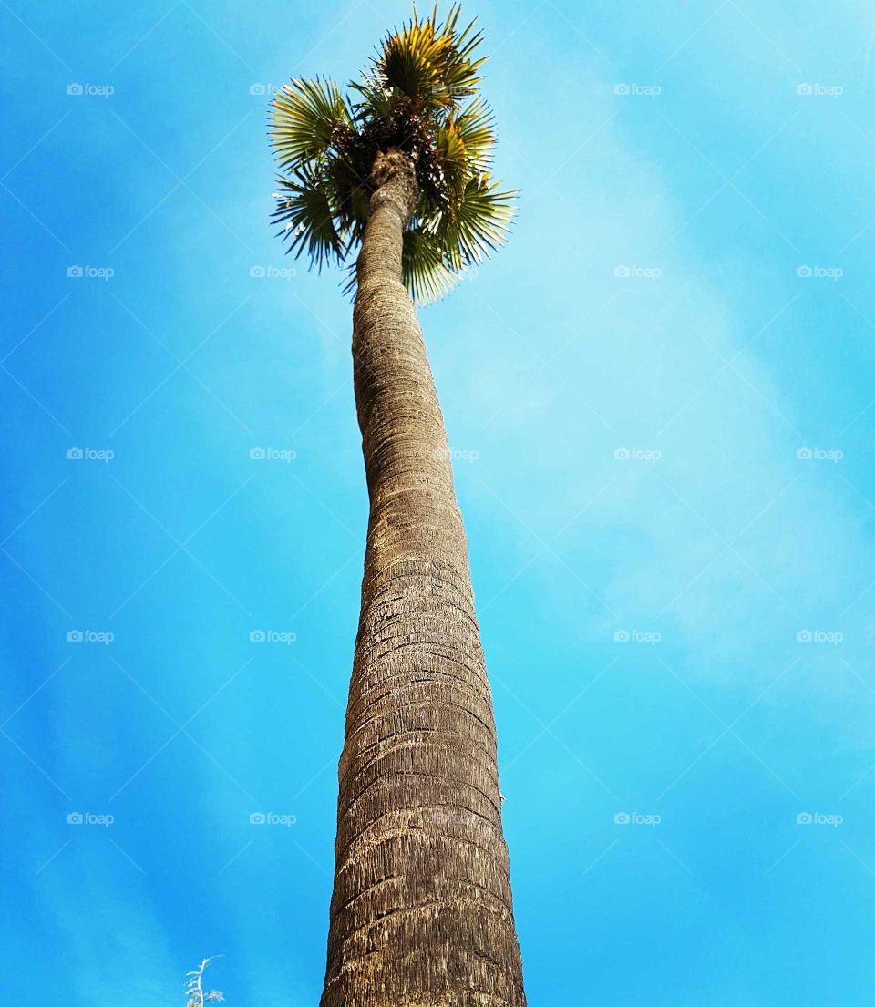 Palmtree