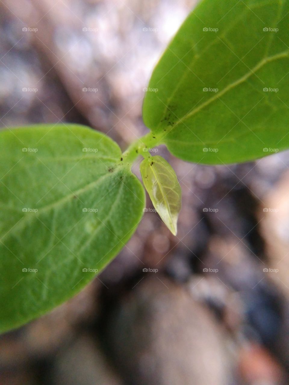 new life growing green