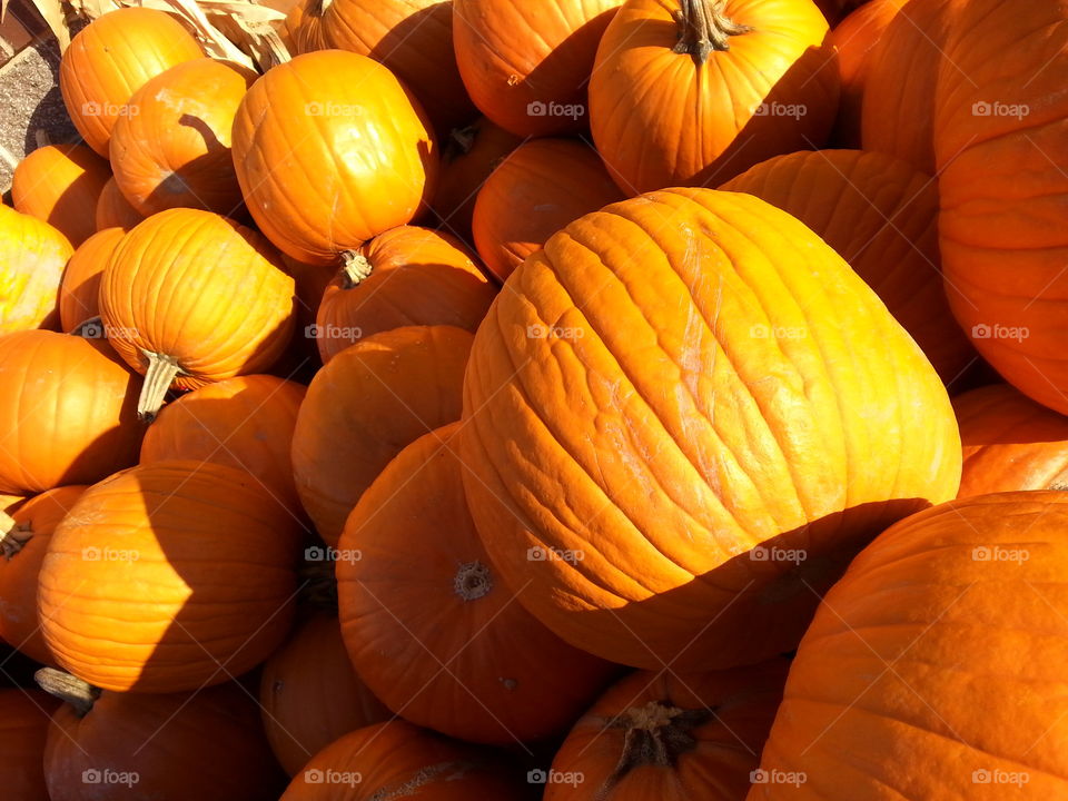 pumpkins. autumn