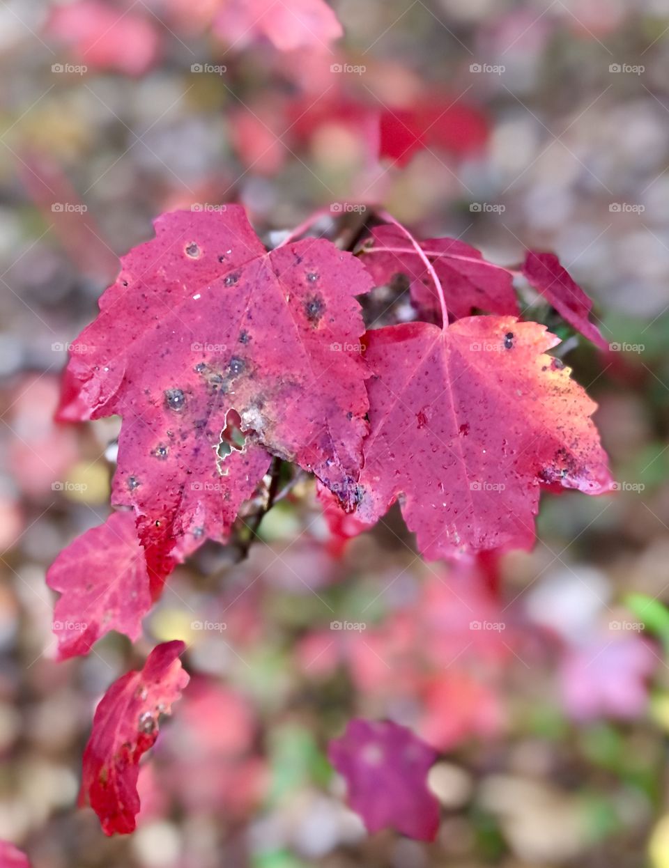 Maple leaf turning red
