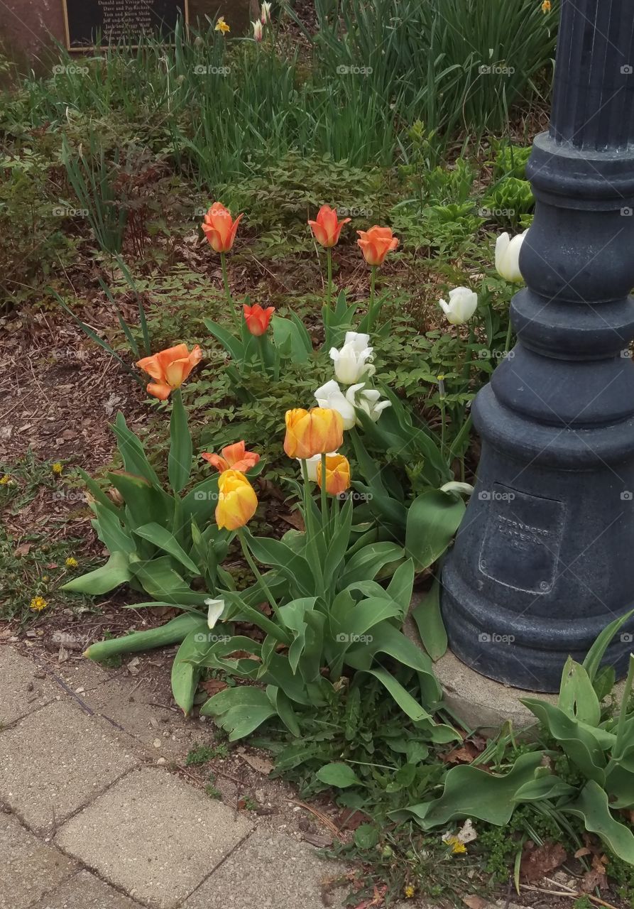 Flower, Garden, No Person, Flora, Leaf