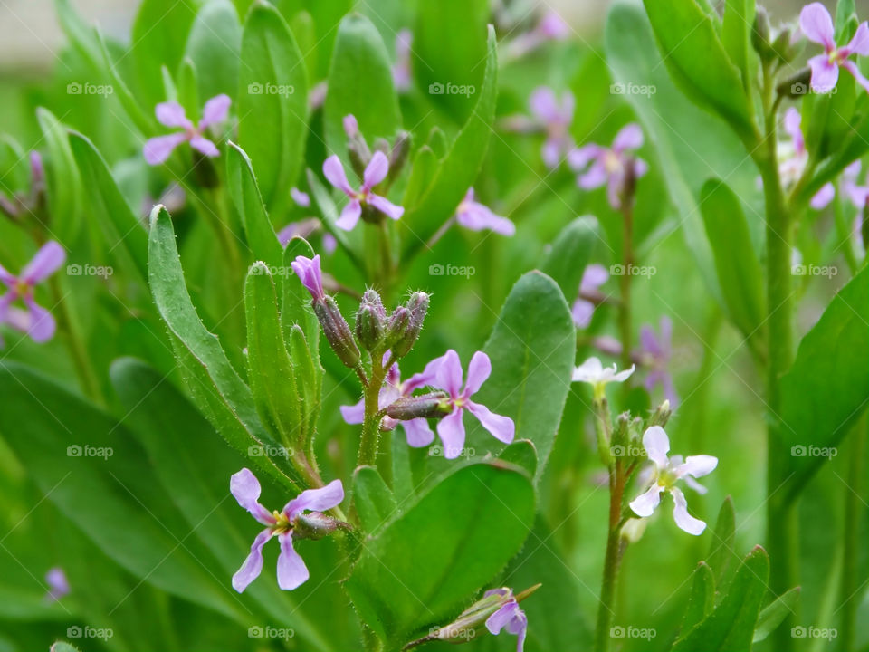 Flowers