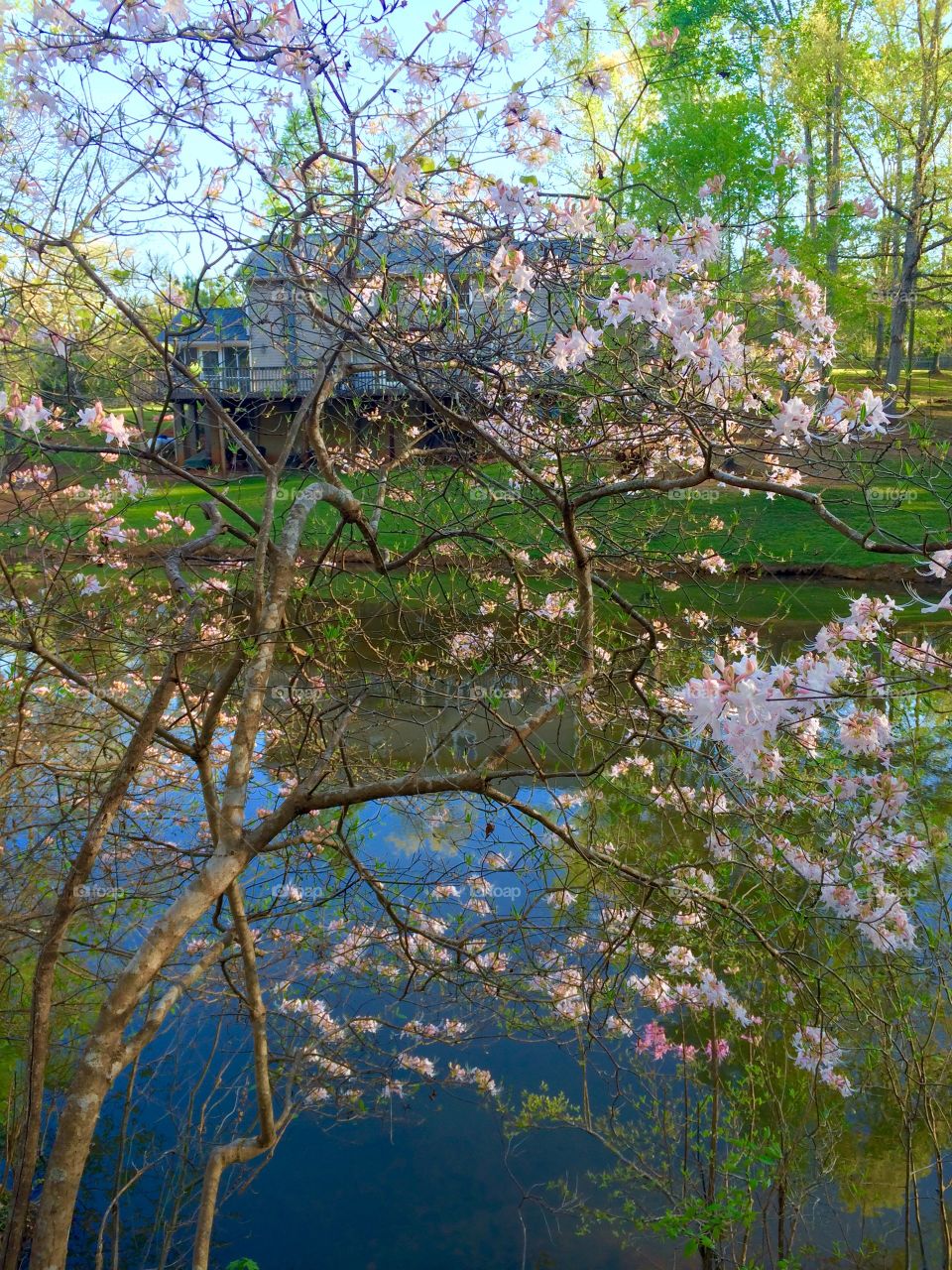 Wild azaleas