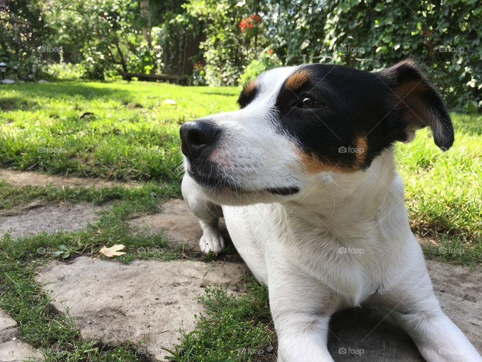 Jack Russell Terrier Dog laying down in garden on natural stone patio in summer 