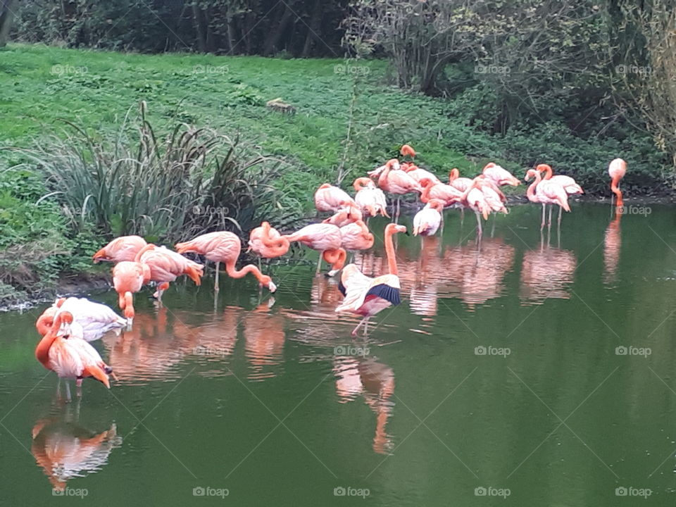 Flamingos On A Lake