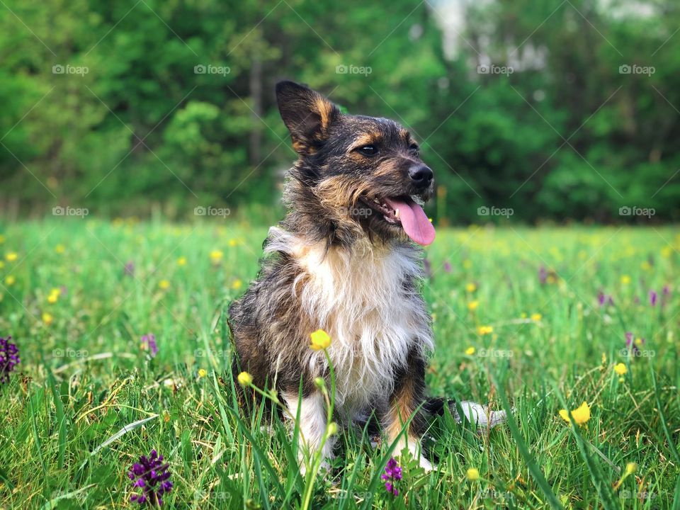 Happy dog in the forest