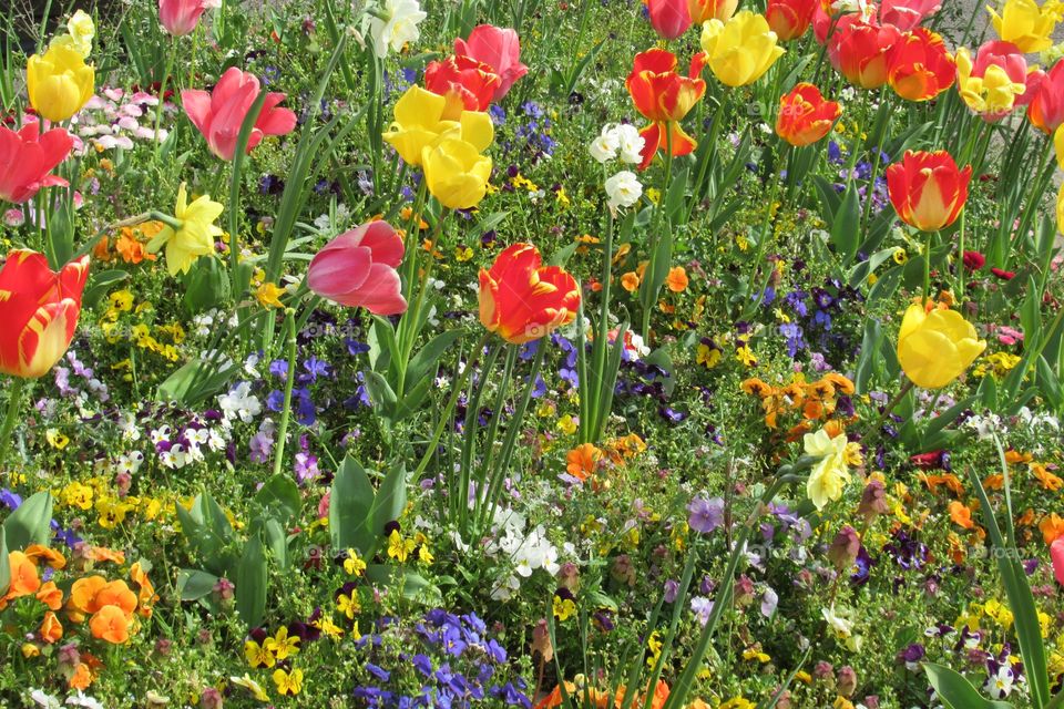 Spring flowers growing in a park