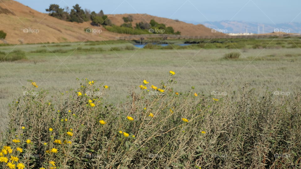 Yellow wildflowers