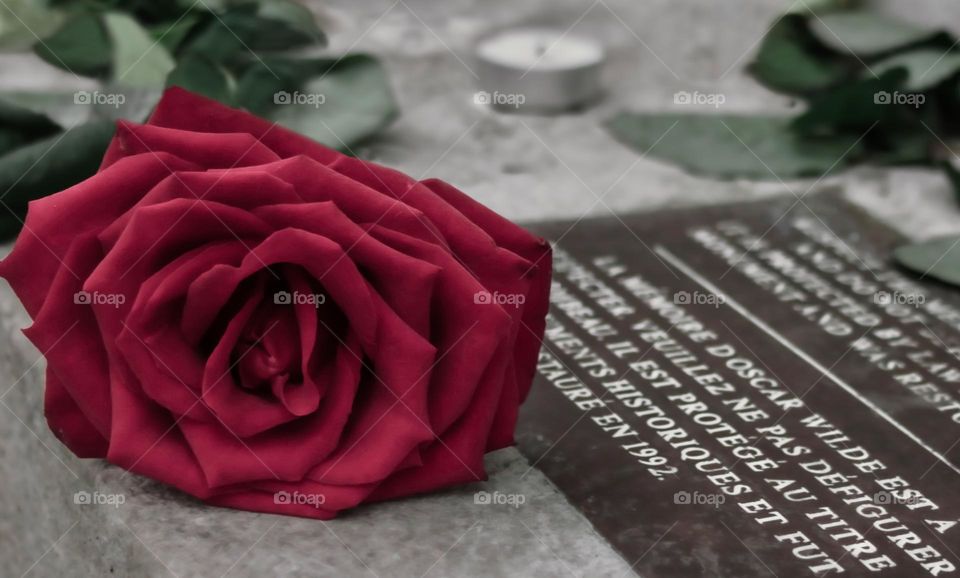 A velvety petalled, magenta rose left on the tomb of Oscar Wilde at Père Lachaise, Paris