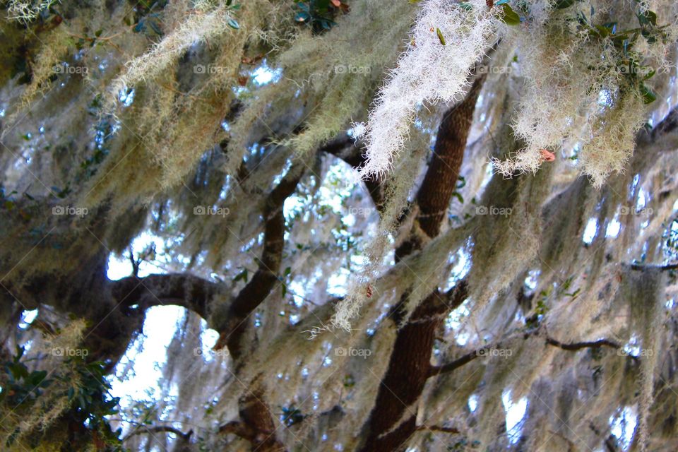 Spanish Moss on an Old Oak