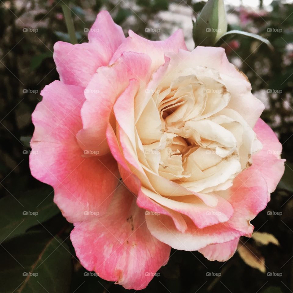 🌹 🇺🇸 Very beautiful flowers to brighten our day.  Live nature and its beauty. Did you like the delicate petals? / 🇧🇷 Flores muito bonitas para alegrar nosso dia. Viva a natureza e sua beleza. Gostaram das pétalas delicadas? 