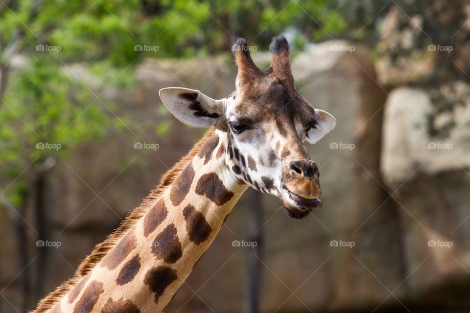 Giraffe 