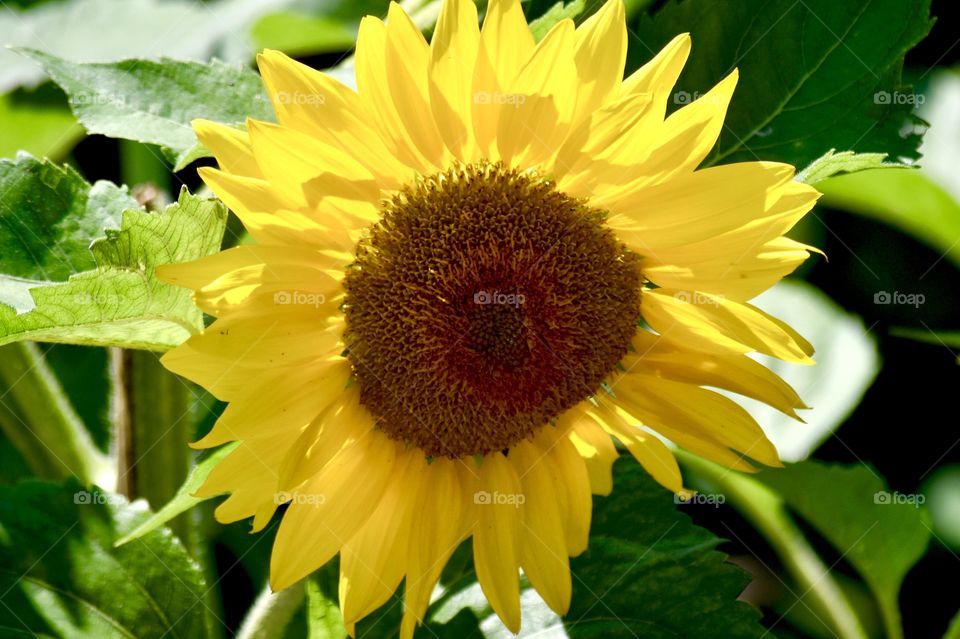 Happy Sunflowers 