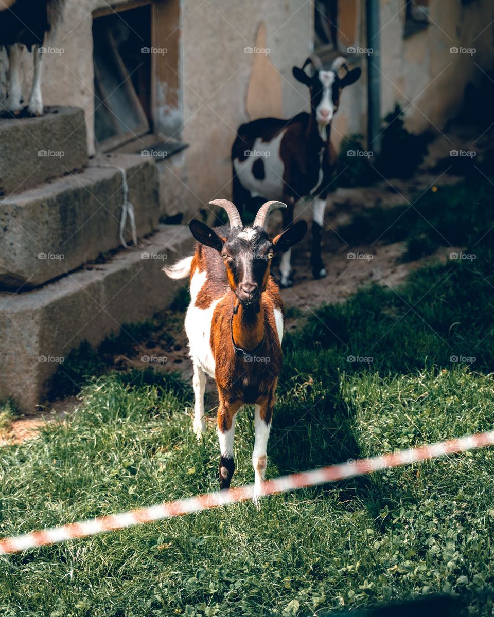 A goat staring into the camera 