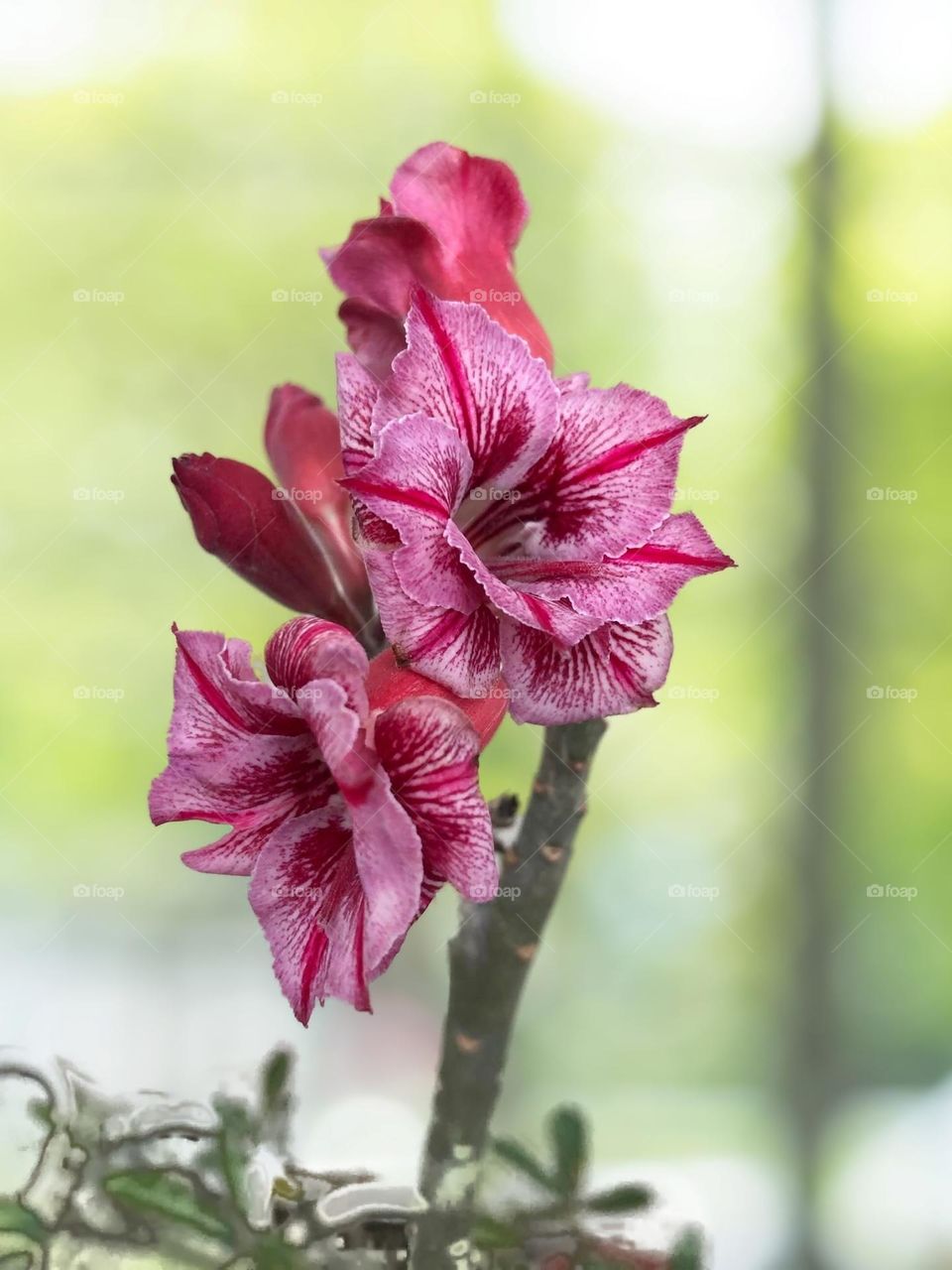 Beautiful flowers in bloom