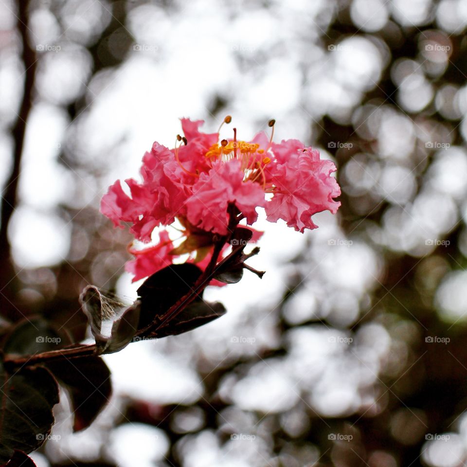 Pink Crepe Myrtle Bloom 