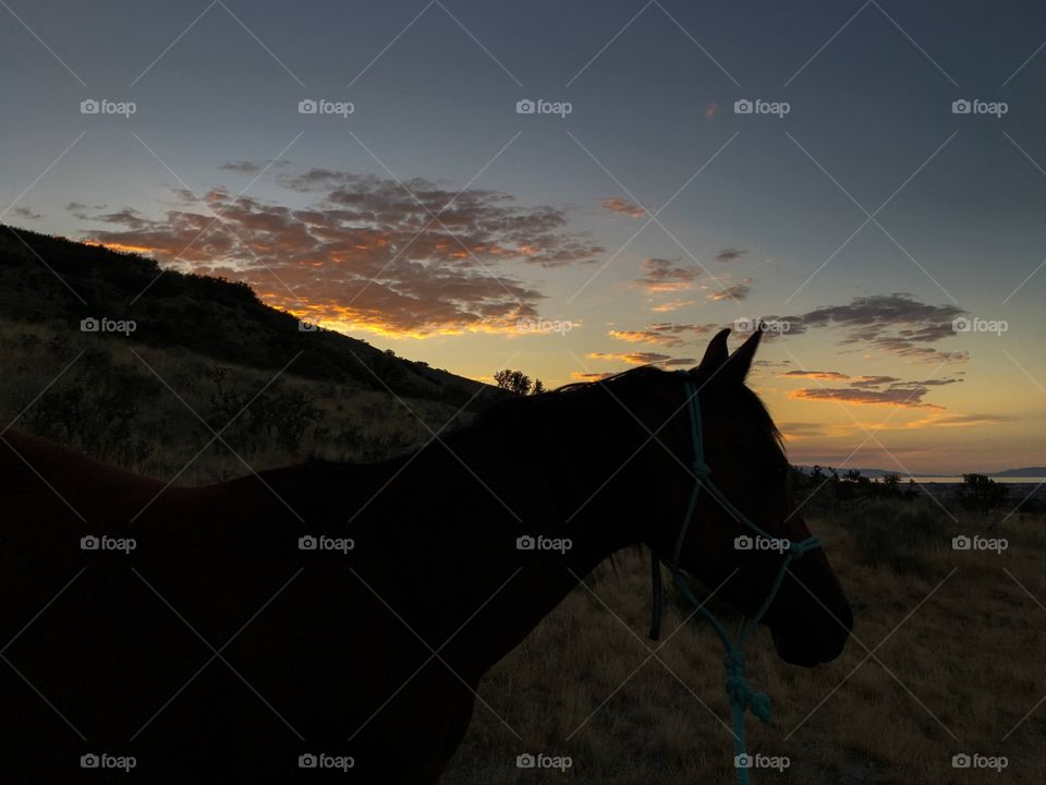 Sunset horse