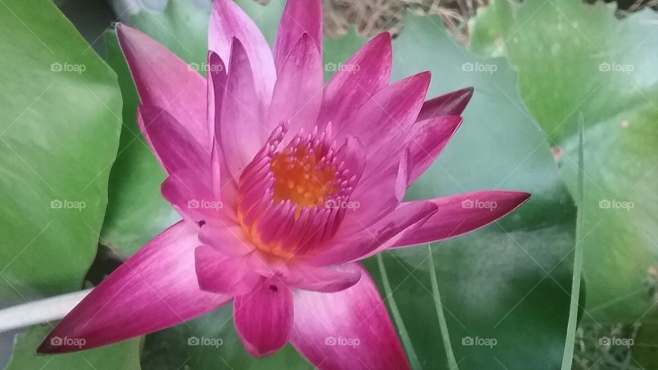 Pink Sirius water lily and her soul mate.  As he promised  to find her again.  แม้เป็นบัว ตัวพี่เป็นภุมรา เชยผกา โกสุมปทุมทอง พี่สัญญา
