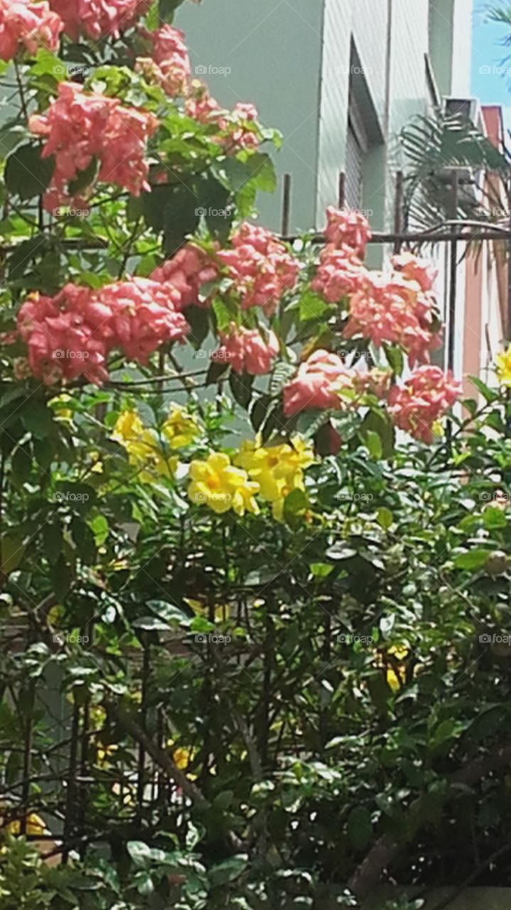 flores com pétalas amarela e Rosa flora brasileira