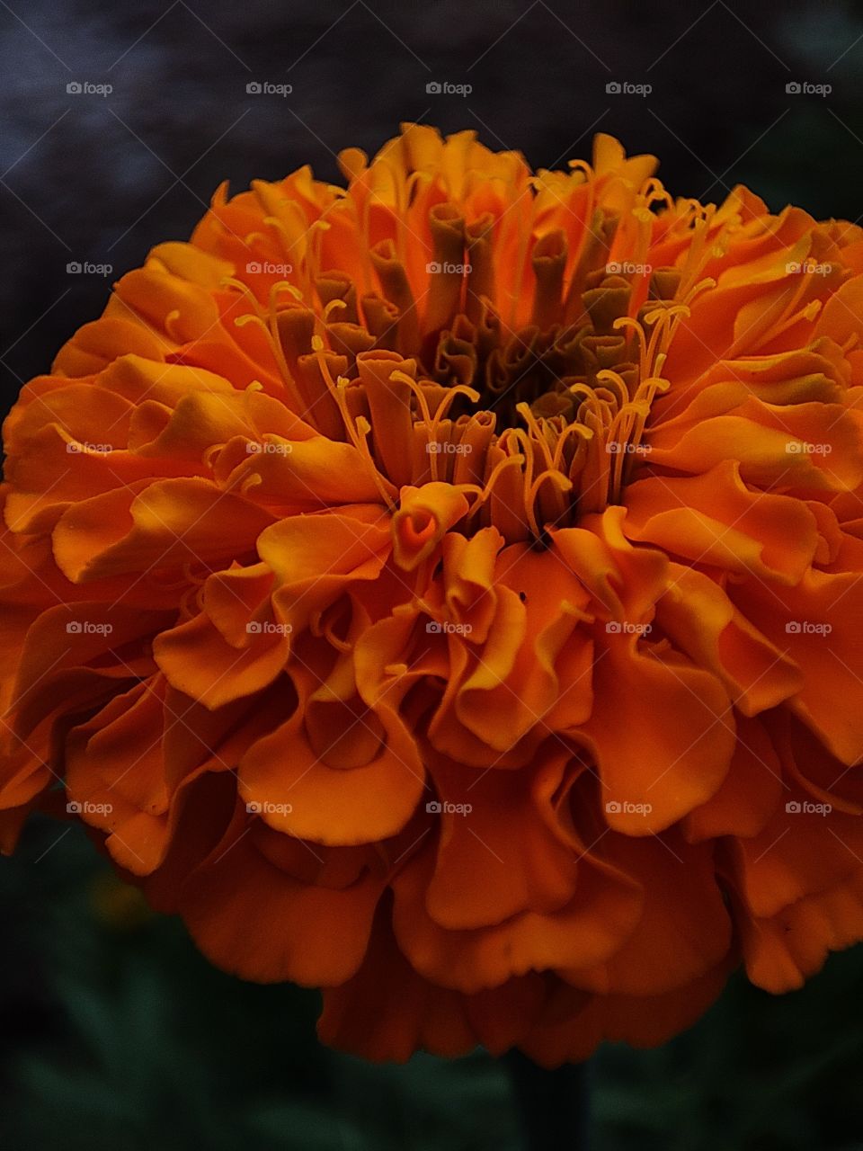 flower from close view