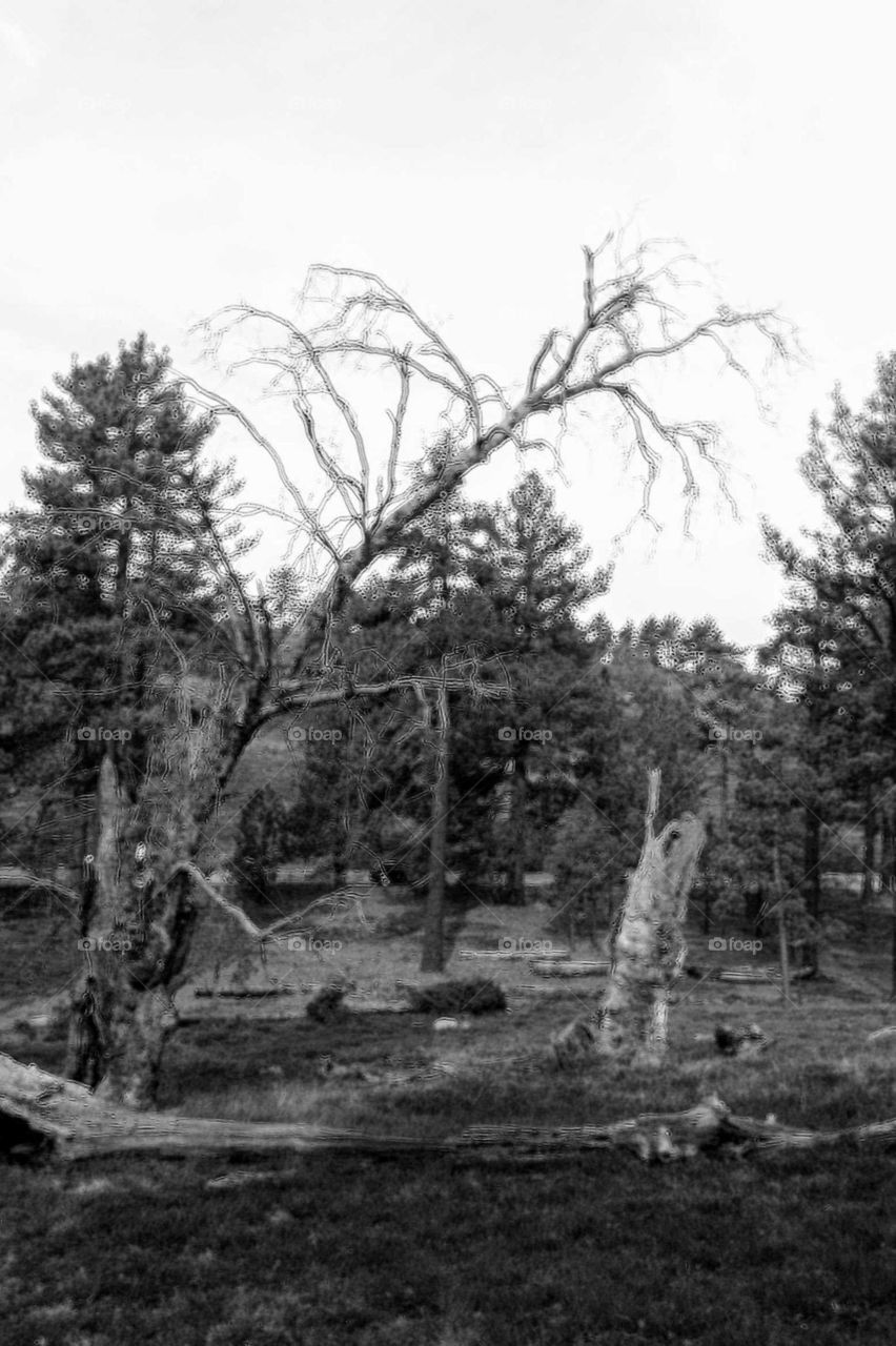 Skeleton tree in silhouette against a wintery sky, with pines. 
Cuyamaca Rancho State Recreation Area.
San Diego County, California