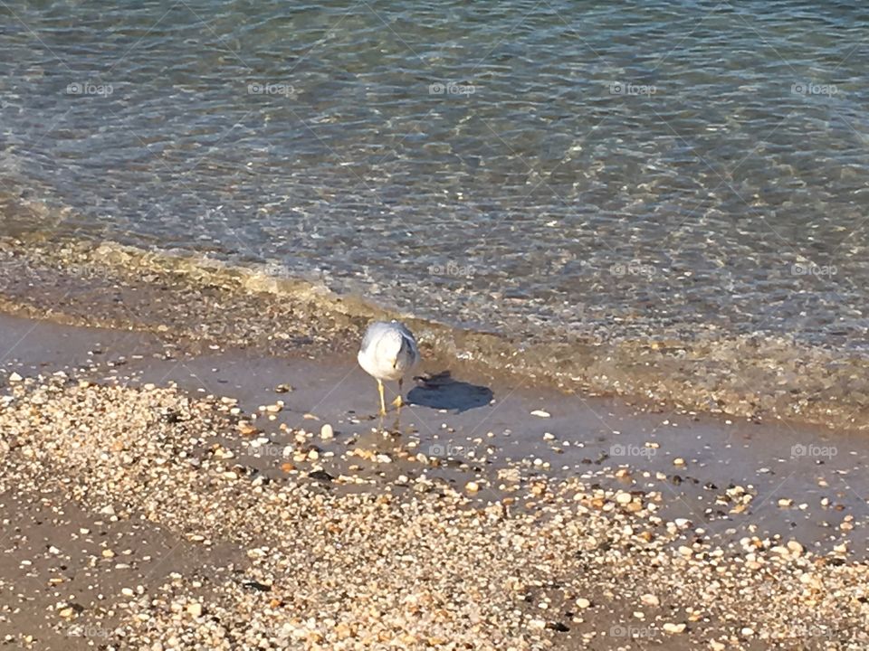 Pretty bird at beach.