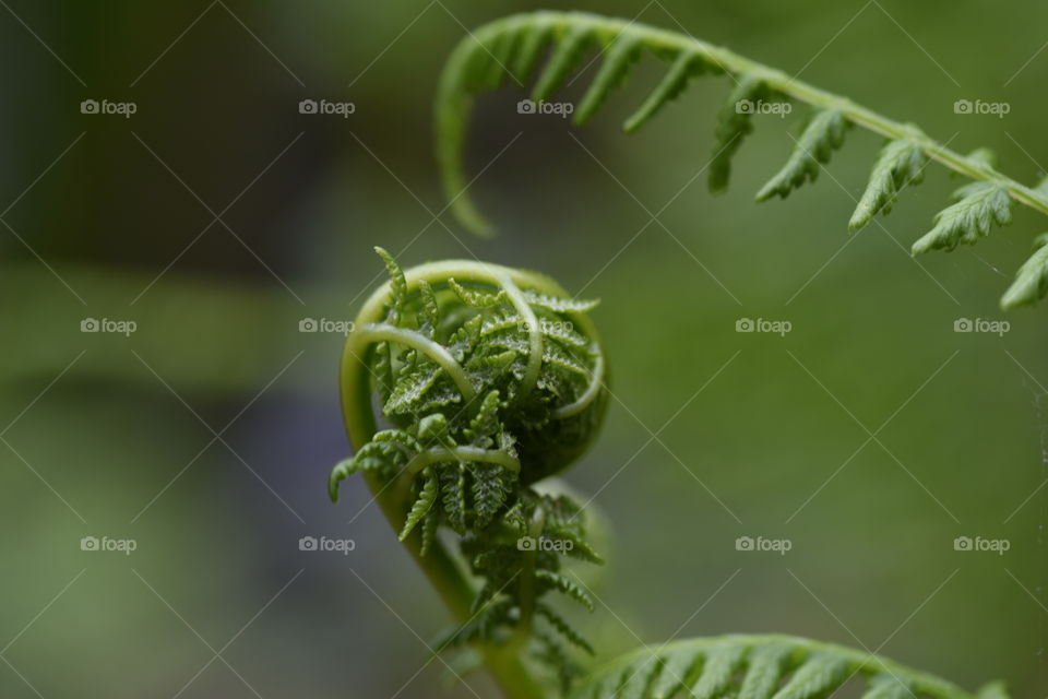 Fern fiddlehead